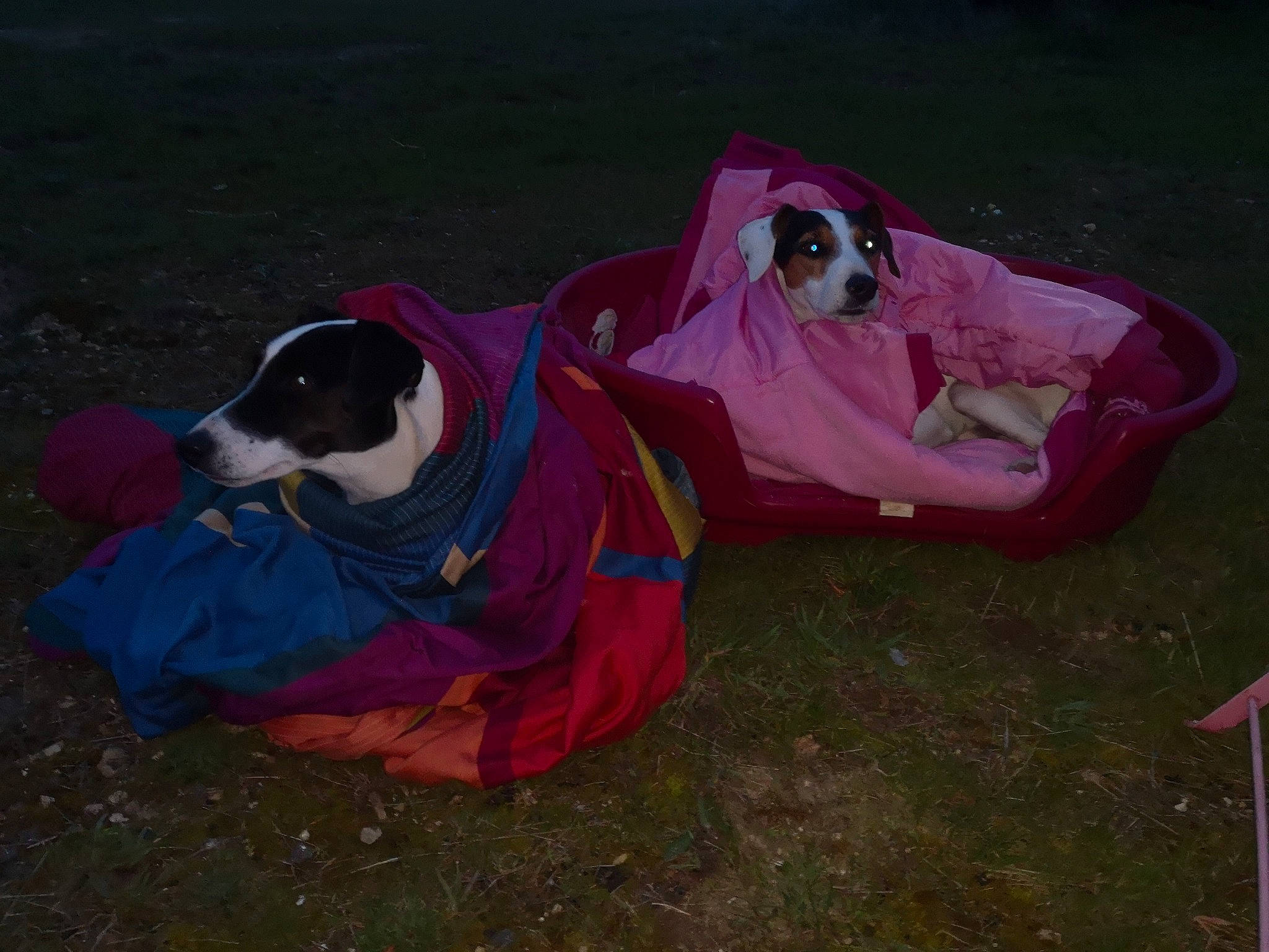 Chouky a rejoint le concours — aidez-le/la à gagner de superbes lots ! art, canidae, carmine, carnivore, collar, companion_dog, dog, dog_breed, dog_clothes, dog_supply, fawn, goggles, grass, magenta, personal_protective_equipment, pet_supply, recreation, snout, sporting_group, working_animal