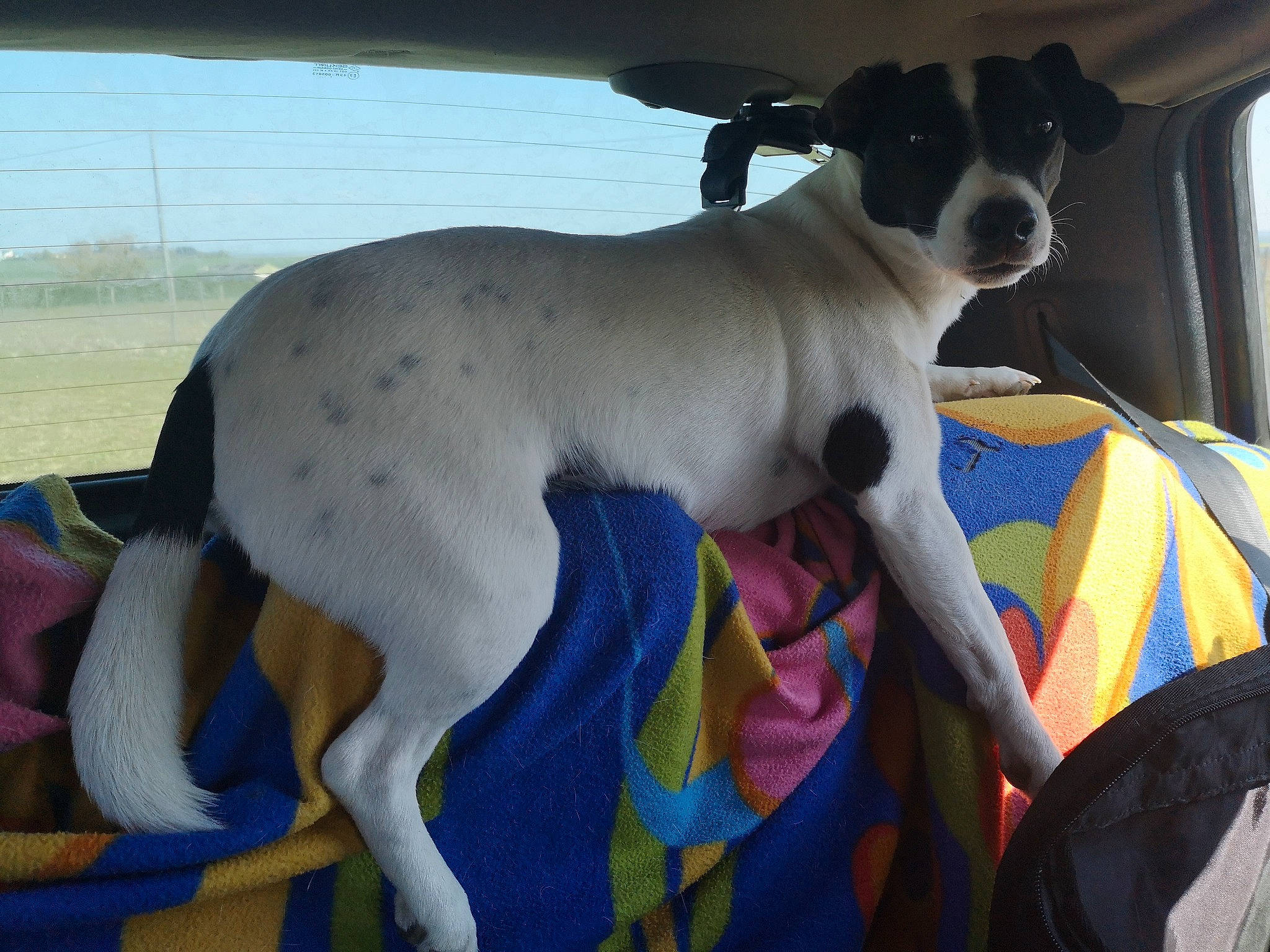 Rumble a rejoint le concours — aidez-le/la à gagner de superbes lots ! canidae, carnivore, collar, companion_dog, dog, dog_breed, dog_collar, dog_supply, fawn, mammal, rampur_greyhound, sighthound, sky, snout, sporting_group, tail, toy_dog, vertebrate, window, working_animal