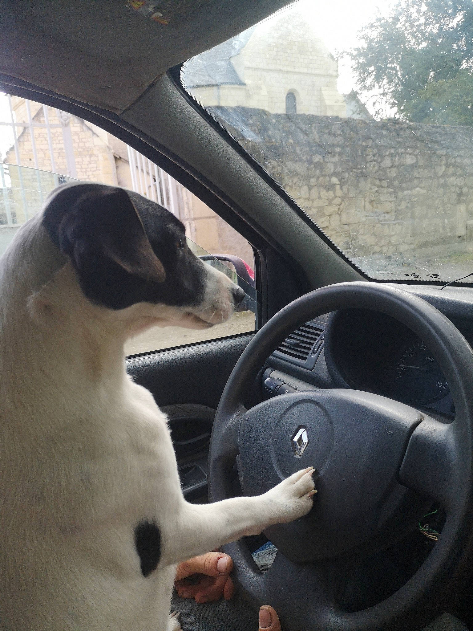 Rumble participe au concours pour gagner de l'argent avec cette photo : auto_part, automotive_design, automotive_exterior, automotive_mirror, automotive_side_view_mirror, car, carnivore, companion_dog, dog, dog_breed, motor_vehicle, personal_luxury_car, plant, rear_view_mirror, steering_part, steering_wheel, tree, vehicle, vehicle_door, window