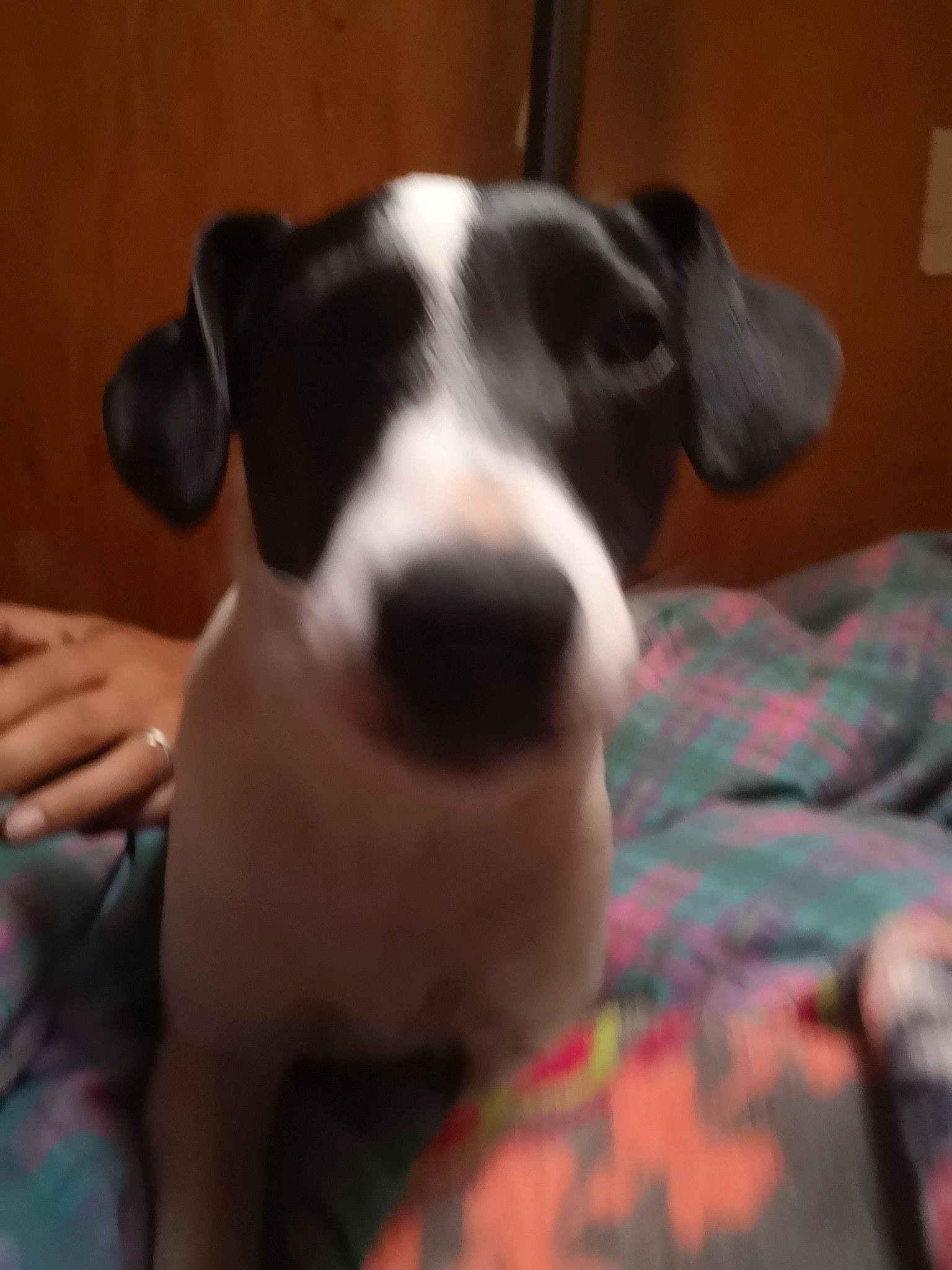 Rumble a rejoint le concours — aidez-le/la à gagner de superbes lots ! canidae, carnivore, collar, comfort, companion_dog, dog, dog_breed, non_sporting_group, paw, snout, sporting_group, whiskers, working_animal