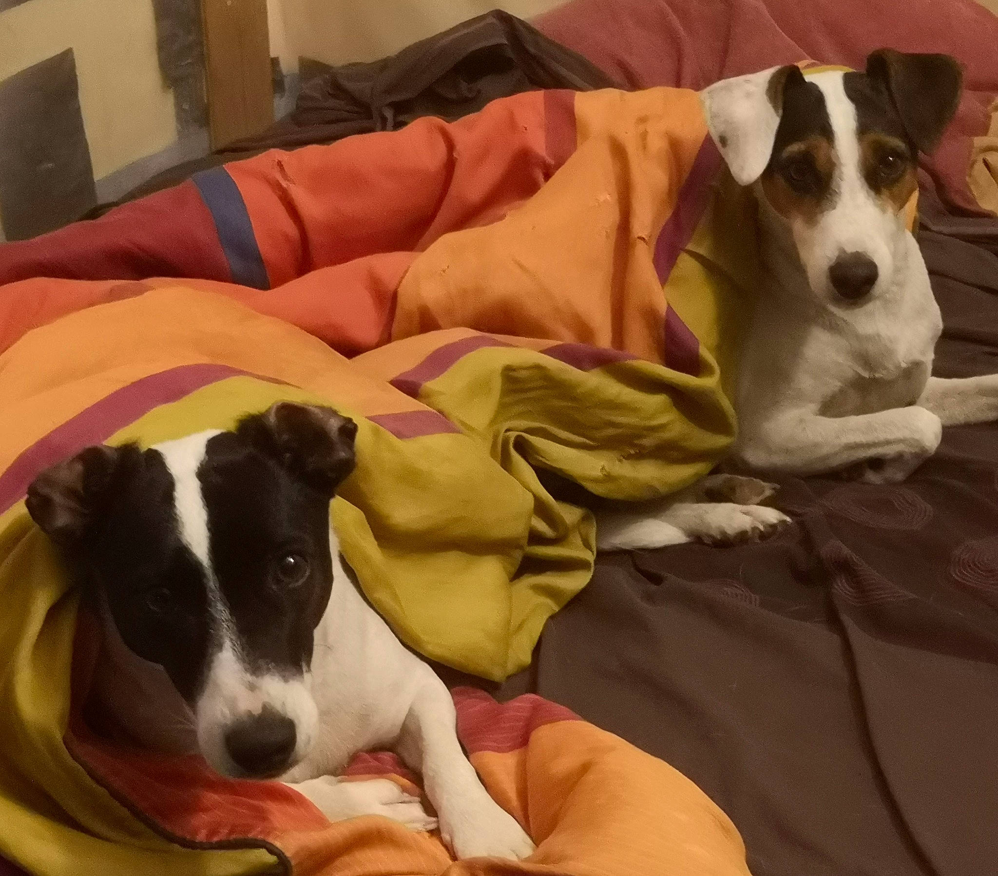 Rumble participe au concours pour gagner de l'argent avec cette photo : bed, canidae, carnivore, collar, comfort, companion_dog, couch, dog, dog_breed, dog_supply, fawn, linens, mammal, non_sporting_group, pet_supply, snout, sporting_group, vertebrate, working_animal