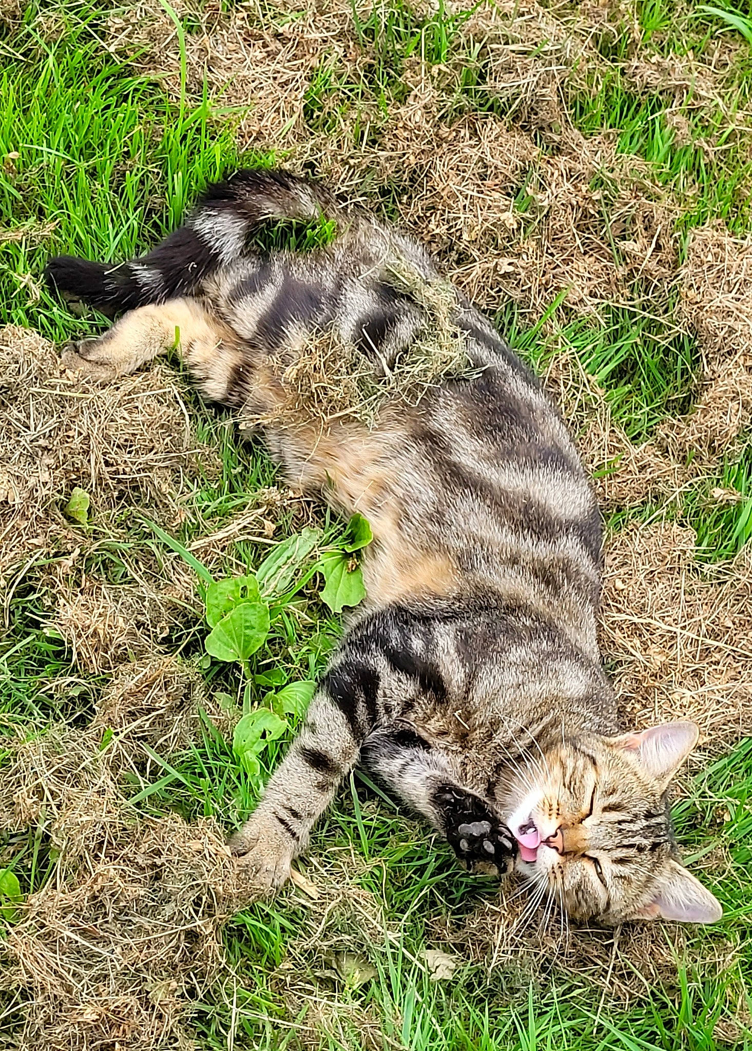 Saphir participe au concours pour gagner de l'argent avec cette photo : big_cats, bobcat, carnivore, cat, claw, domestic_short_haired_cat, felidae, fur, grass, grassland, groundcover, lynx, paw, small_to_medium_sized_cats, snout, tail, terrestrial_animal, whiskers