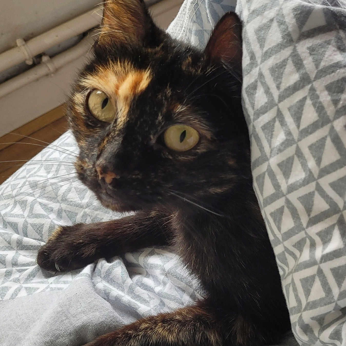 Noisette