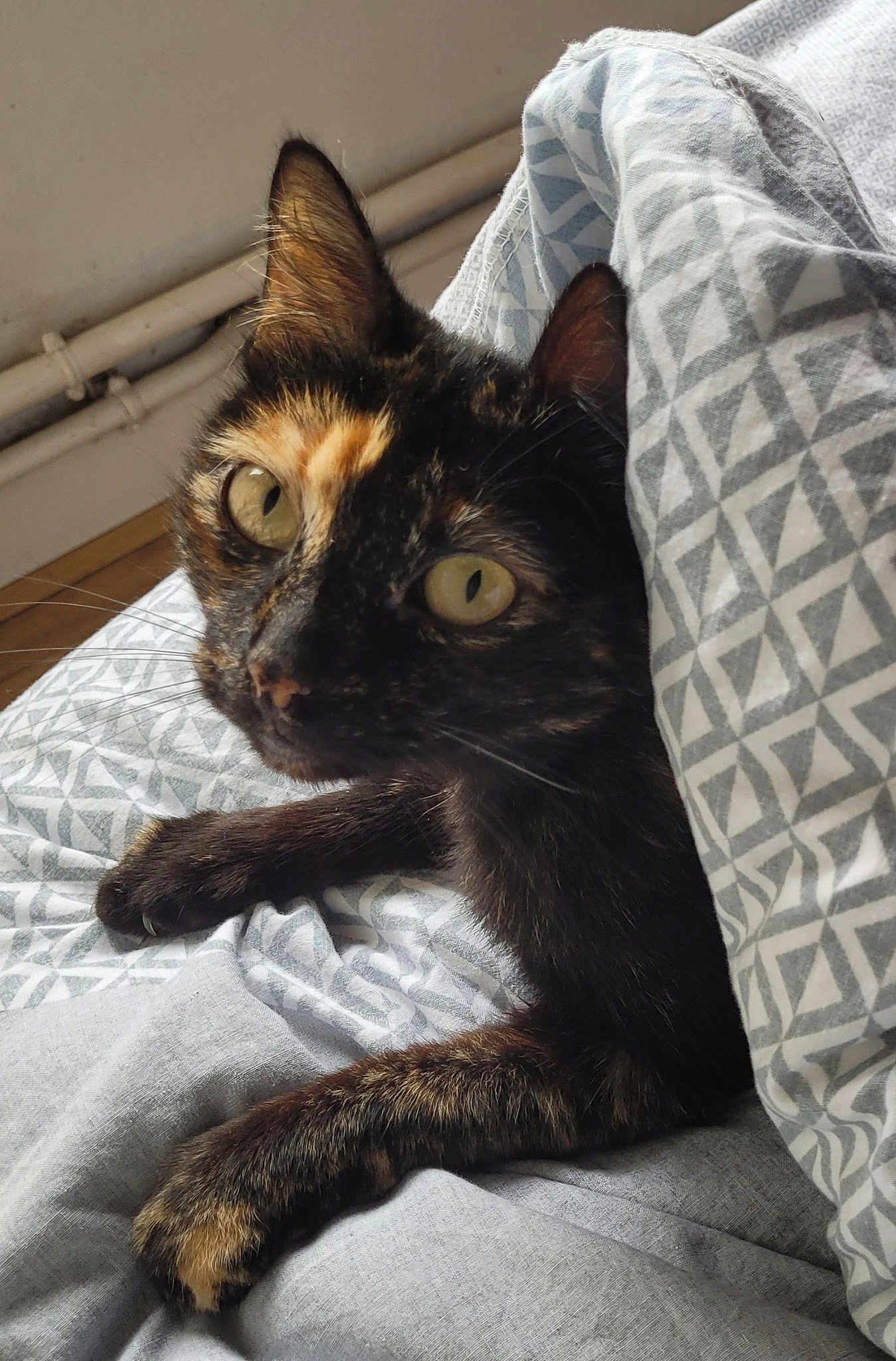 Noisette