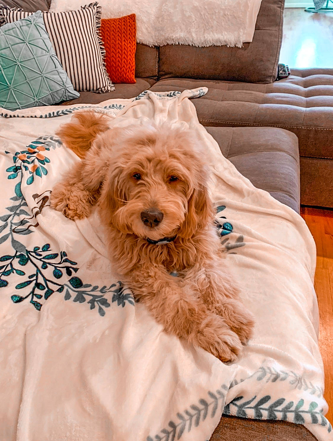 Charleigh joined the competition — help win amazing prizes! bedding, canidae, carnivore, cavapoo, cockapoo, companion_dog, dog, dog_bed, dog_breed, fur, furniture, goldendoodle, labradoodle, linens, mammal, miniature_poodle, pillow, puppy, sporting_group, vertebrate