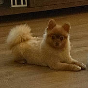 Oso joined the competition — help win amazing prizes! animal, brown, canine, companion, curious, curled_tail, cute, dog, domestic_animal, floor, fluffy, fur, home, indoor, laying_down, looking, pet, resting, small_dog, wooden_floor
