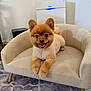 Oso joined the competition — help win amazing prizes! animal, carpet, couch, cute, dog, ears, face, fur, furniture, groomed, happy, home, indoor, living_room, pet, pomeranian, relaxed, small_furniture, smiling, tongue_out