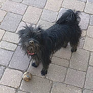 Charli is registered to the contest to win money with this photo: dog, black_dog, muddy, ball, pavement, outdoor, pet, canine, fur, playful, looking_up, dirty, collar, small_dog, curly_tail, sidewalk, animal, cute, domestic_animal, young_dog