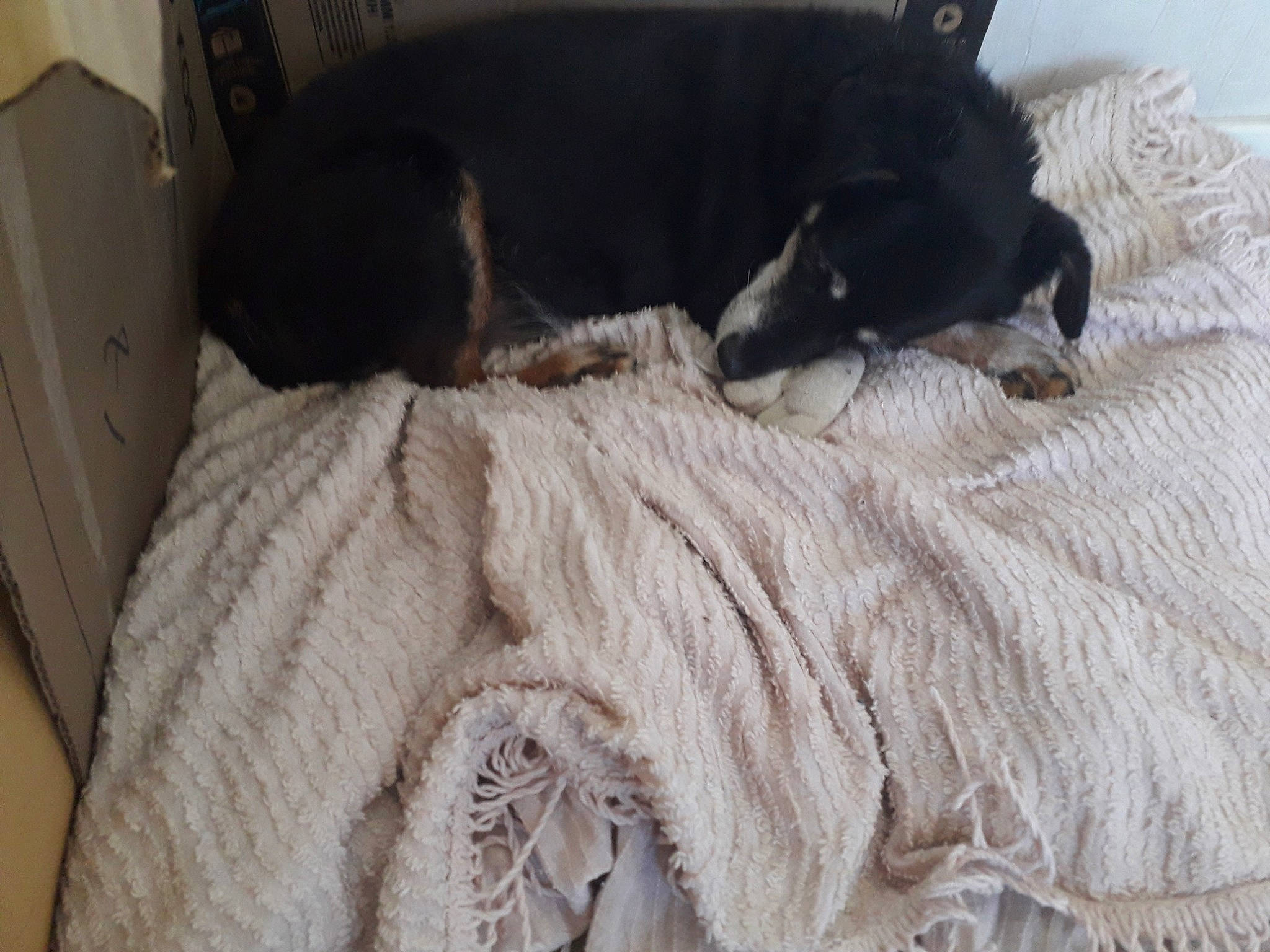 Dolly participe au concours pour gagner de l'argent avec cette photo : bed, bed_sheet, bedding, blanket, canidae, carnivore, comfort, dog, dog_breed, fur, furniture, linens, nap, puppy, sleep, sporting_group, tail, textile