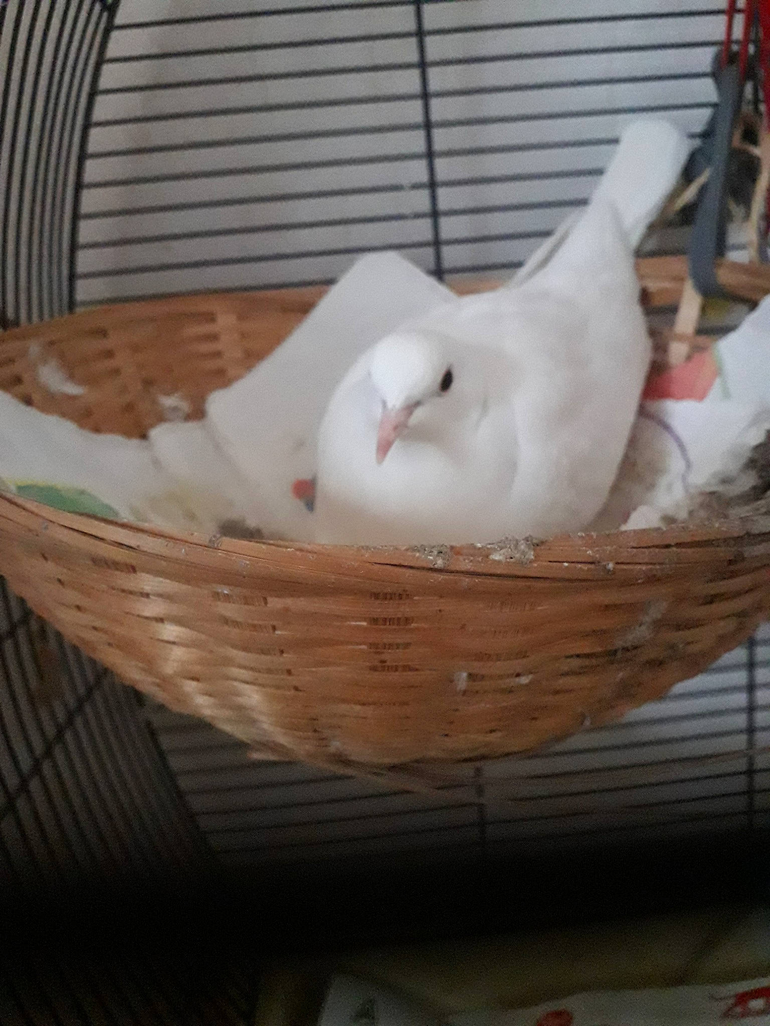 Piou Piou participe au concours pour gagner de l'argent avec cette photo : beak, bird, feather, pigeons_and_doves, rock_dove