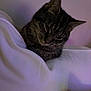 animal, blanket, cat, closeup, cozy, curious, ears, face, feline, fur, head, indoor, pet, resting, shadow, sleepy, soft_light, tabby, whiskers, white
