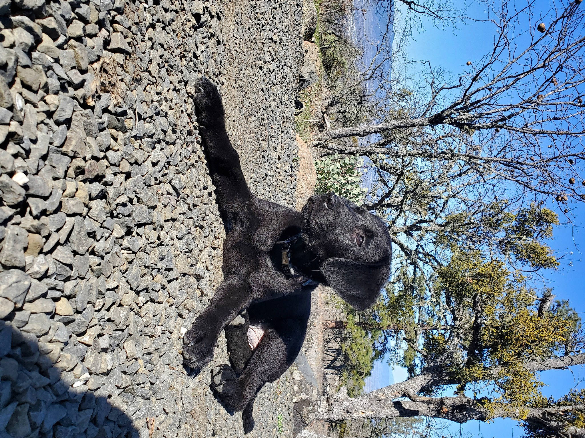 Trigger is registered to the contest to win money with this photo: art, branch, carving, eye, gesture, metal, monument, plant, rock, sculpture, sky, snout, statue, terrestrial_animal, tree, trunk, twig, visual_arts, wildlife, wood