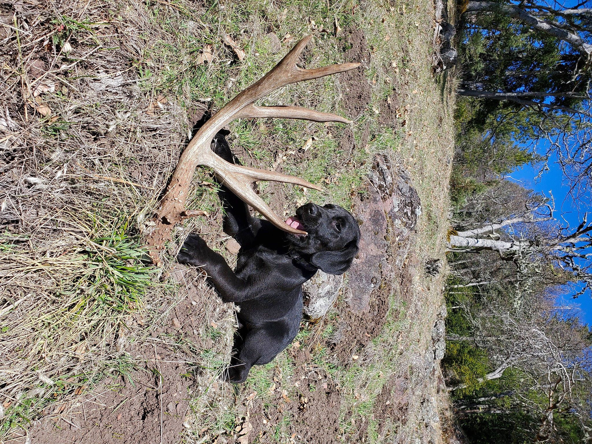 Trigger joined the competition — help win amazing prizes! adventure, canidae, dog_breed, forest, grass, jungle, plant, recreation, rock, sky, soil, sporting_group, terrestrial_animal, tree, trunk, twig, water, wildlife, wood, working_animal