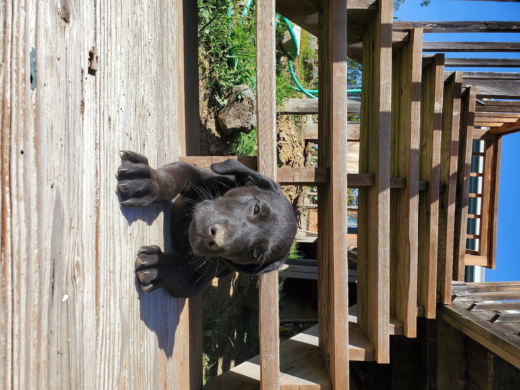 Trigger is registered to the contest to win money with this photo: building, canidae, door, door_handle, hardwood, home_door, house, landscape, leisure, metal, plank, plant, sculpture, snout, sporting_group, statue, tree, wood, wood_stain, working_animal