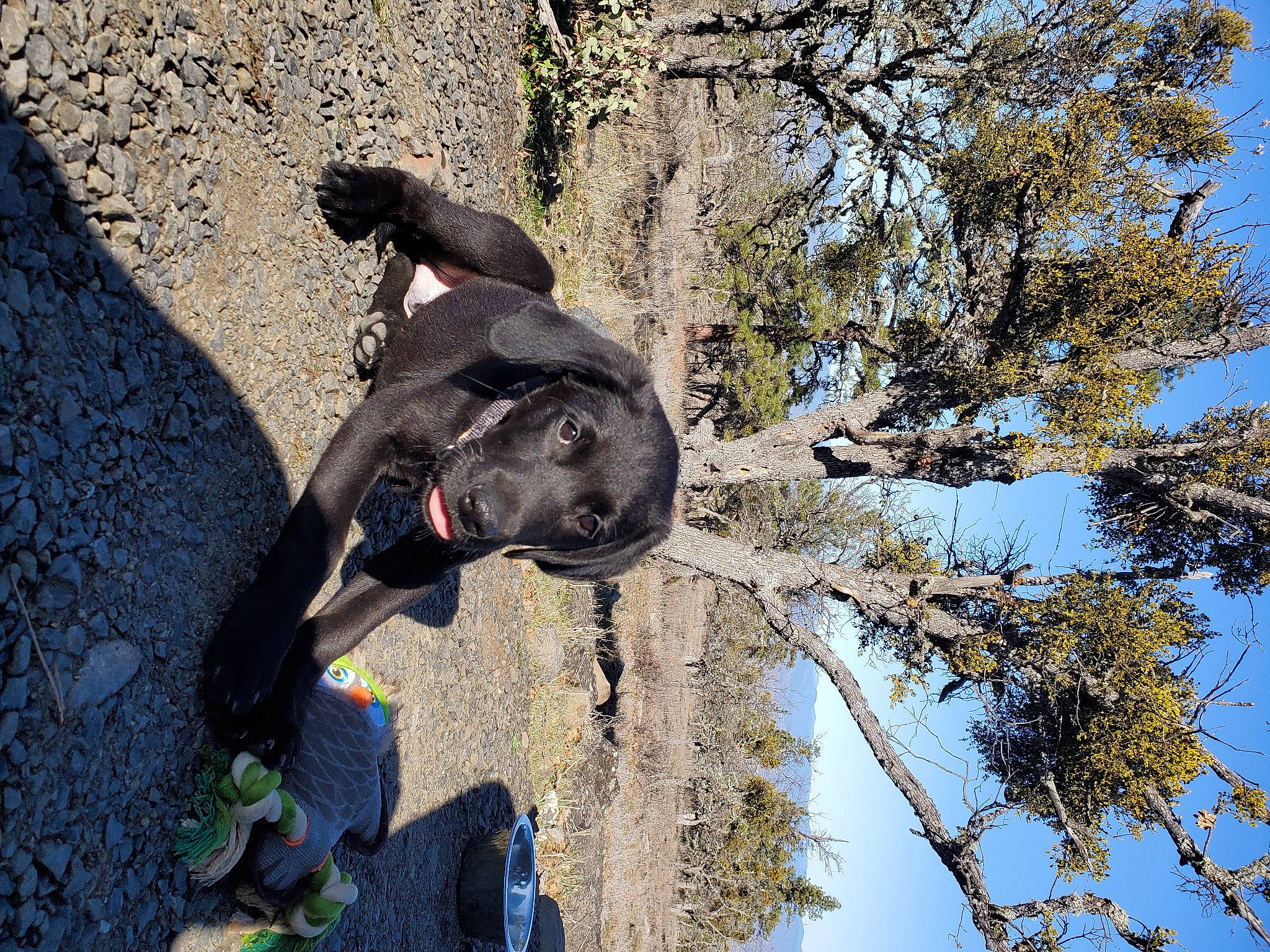 Trigger is registered to the contest to win money with this photo: adventure, canidae, carnivore, dog, dog_breed, guard_dog, leash, leisure, plant, recreation, sky, snout, sporting_group, tail, terrestrial_animal, tree, trunk, twig, water, working_animal