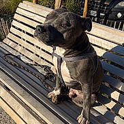 Volkan participe au concours pour gagner de l'argent avec cette photo : animal, bench, canine, car, closeup, daytime, dog, grass, harness, leash, outdoor, parked_car, pet, resting, sitting, street, sunlight, tree, urban, wood