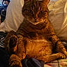 Little Man joined the competition — help win amazing prizes! cat, tabby, pet, feline, animal, indoor, relaxed, sitting, legs, fur, whiskers, bed, blanket, cozy, cute, portrait, domestic, mammal, closeup, warm_lighting