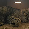 Little Man joined the competition — help win amazing prizes! cat, tabby, sleeping, cardboard_box, pet, feline, fur, whiskers, nap, cozy, indoor, animal, cute, resting, paw, striped, quiet, relaxation, domestic_cat, lazy