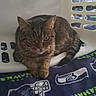 cat, tabby_cat, laundry_basket, blanket, indoor, pet, animal, feline, resting, curious, brown_fur, striped_fur, domestic_cat, soft_light, cozy, relaxed, looking_at_camera, paws, tail, plastic