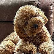 Fin is registered to the contest to win money with this photo: dog, curly_fur, brown_fur, armchair, indoor, window, plants, greenery, pet, animal, relaxed, cozy, furniture, cute, fluffy, domestic, companion, portrait, resting, curious