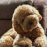 dog, curly_fur, brown_fur, armchair, indoor, window, plants, greenery, pet, animal, relaxed, cozy, furniture, cute, fluffy, domestic, companion, portrait, resting, curious