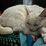 animal, blanket, cat, closeup, cozy, cute, domestic_cat, ears, feline, fur, indoor, paw, pet, relaxed, resting, sleeping, soft, tail, whiskers, white_cat