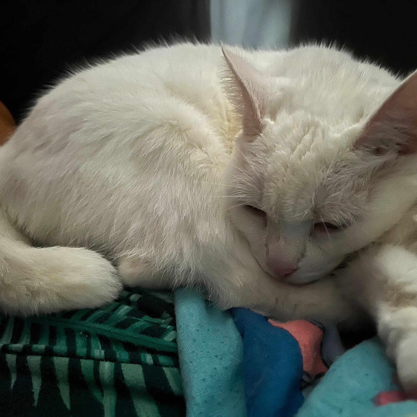 Neige a rejoint le concours — aidez-le/la à gagner de superbes lots ! animal, blanket, cat, closeup, cozy, cute, domestic_cat, ears, feline, fur, indoor, paw, pet, relaxed, resting, sleeping, soft, tail, whiskers, white_cat