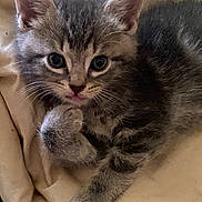 Charlie joined the competition — help win amazing prizes! kitten, cat, gray_cat, tabby, pet, fur, whiskers, close_up, animal, cute, young_cat, indoor, resting, soft_texture, blanket, paw, sleepy, feline, adorable, cozy