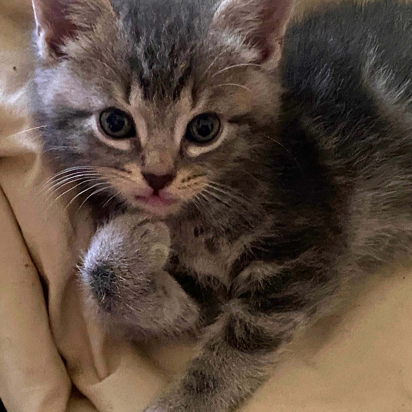 Charlie joined the competition — help win amazing prizes! adorable, animal, blanket, cat, close_up, cozy, cute, feline, fur, gray_cat, indoor, kitten, paw, pet, resting, sleepy, soft_texture, tabby, whiskers, young_cat