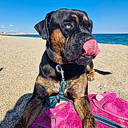 Utah participe au concours pour gagner de l'argent avec cette photo : dog, beach, sand, ocean, blue_sky, towel, leash, sunlight, canine, outdoor, tongue, pet, animal, playful, relaxed, summer, nature, closeup, portrait, daytime