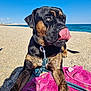 dog, beach, sand, ocean, blue_sky, towel, leash, sunlight, canine, outdoor, tongue, pet, animal, playful, relaxed, summer, nature, closeup, portrait, daytime