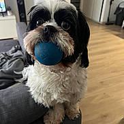 Lemmy a rejoint le concours — aidez-le/la à gagner de superbes lots ! animal, ball, black_and_white, companion, couch, cute, dog, eyes, fluffy, fur, indoor, living_room, mouth, nose, pet, playful, small_dog, toy, waiting, wooden_floor