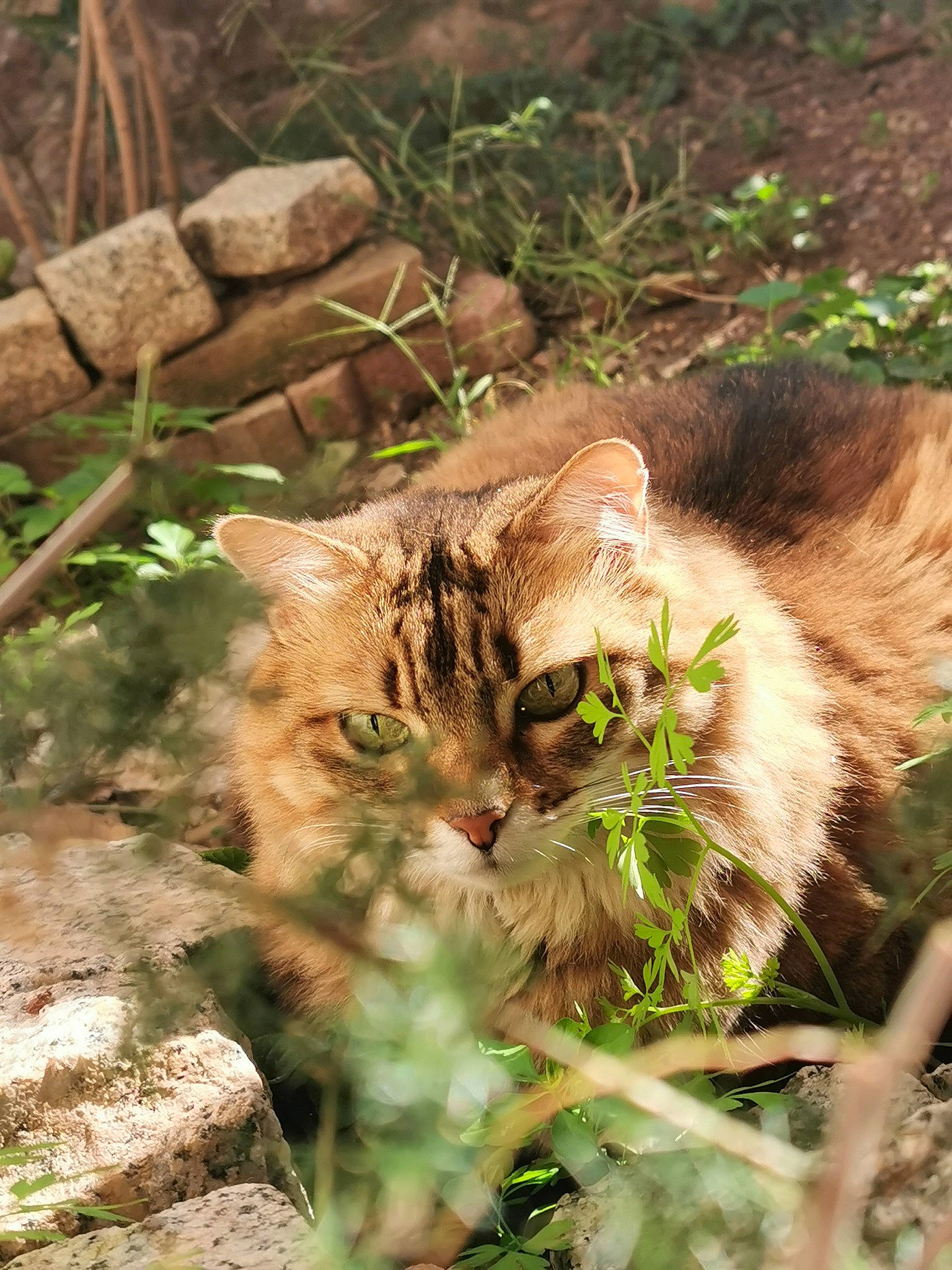 Fidjy a rejoint le concours — aidez-le/la à gagner de superbes lots ! carnivore, cat, fawn, felidae, flowering_plant, fur, grass, herbaceous_plant, jungle, plant, small_to_medium_sized_cats, soil, terrestrial_animal, terrestrial_plant, whiskers, wildlife