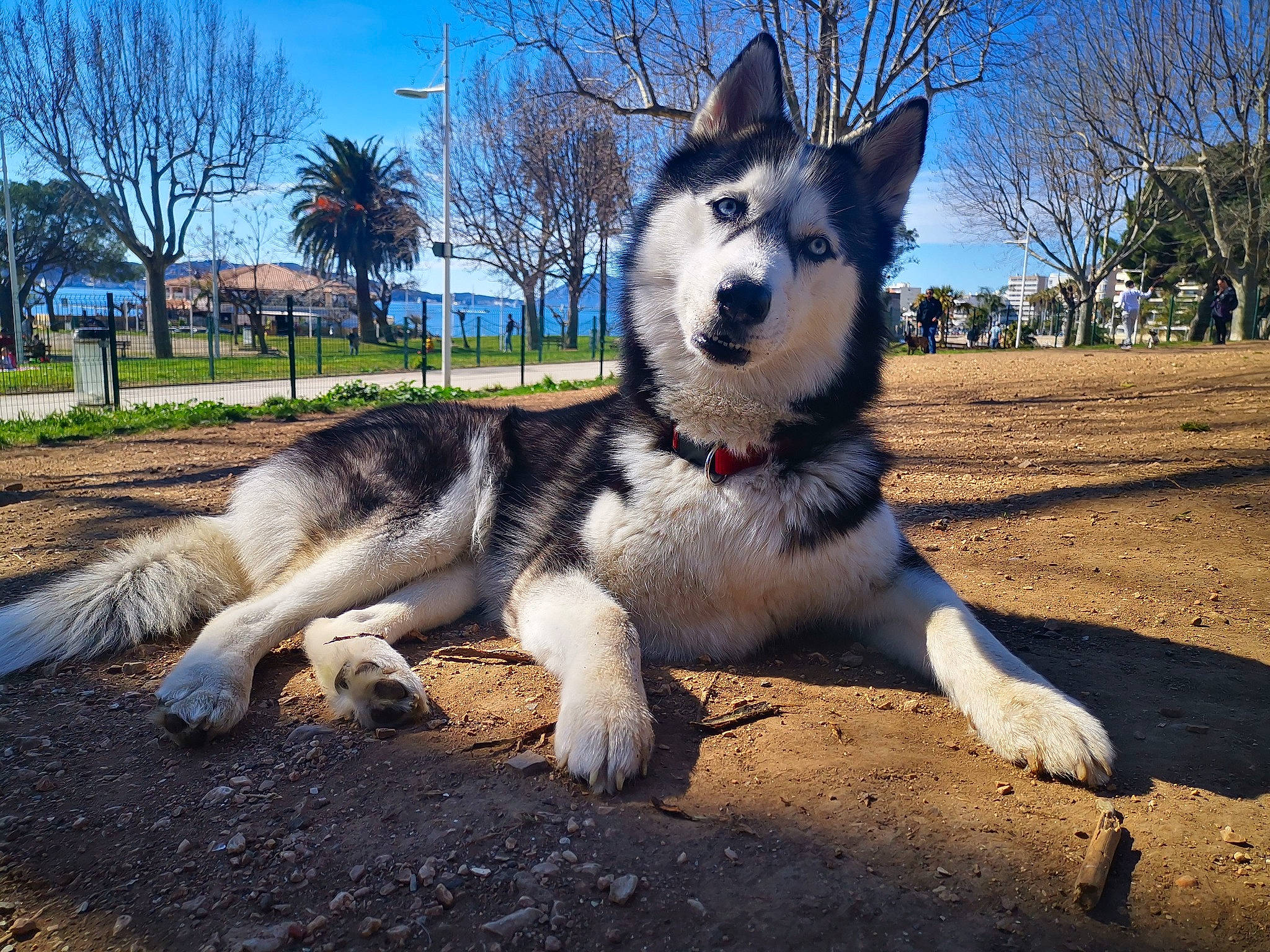 Laika participe au concours pour gagner de l'argent avec cette photo : canidae, canis, carnivore, companion_dog, dog, dog_breed, fur, plant, siberian_husky, sky, sled_dog, snout, soil, sporting_group, terrestrial_animal, tree, wildlife, wolf, working_animal, working_dog
