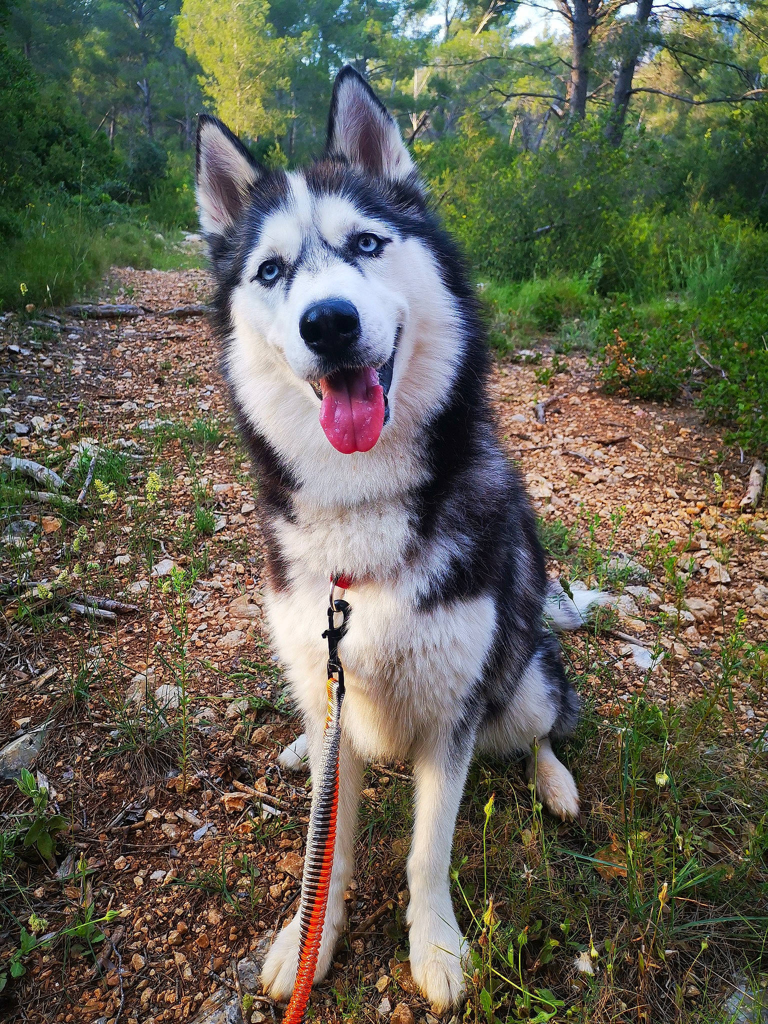 Laika participe au concours pour gagner de l'argent avec cette photo : adventure, ancient_dog_breeds, canidae, carnivore, collar, companion_dog, dog, dog_breed, grass, plant, recreation, siberian_husky, sky, sled_dog, sporting_group, tail, tree, working_animal, working_dog