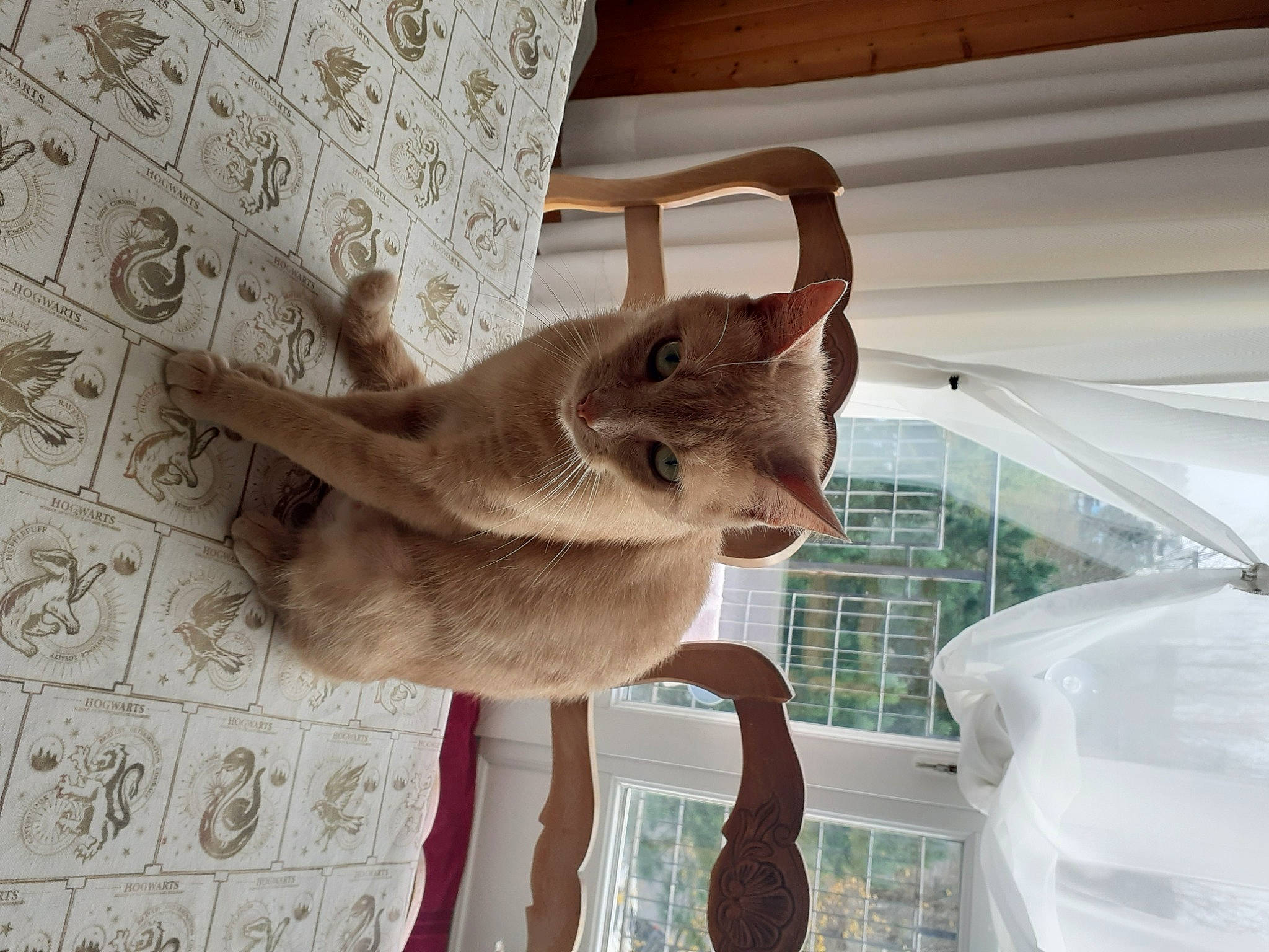 Merida participe au concours pour gagner de l'argent avec cette photo : cat, fawn, felidae, flooring, fur, hardwood, room, siamese, small_to_medium_sized_cats, snout, tail, terrestrial_animal, wood