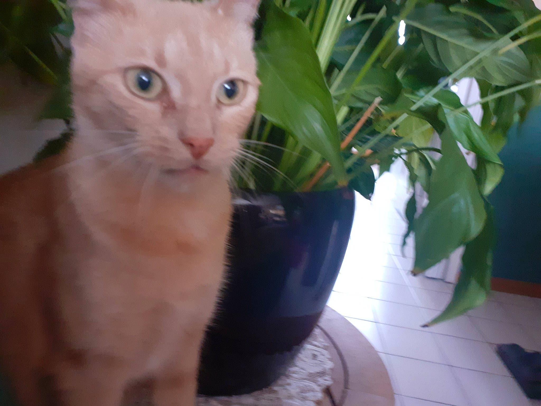 Merida a rejoint le concours — aidez-le/la à gagner de superbes lots ! carnivore, cat, domestic_short_haired_cat, felidae, flooring, flowerpot, fur, grass, herb, houseplant, paw, plant, room, small_to_medium_sized_cats, snout, tail, tree, whiskers, window