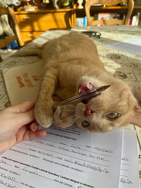 Merida a rejoint le concours — aidez-le/la à gagner de superbes lots ! carnivore, cat, comfort_food, domestic_short_haired_cat, fawn, felidae, fur, paper, paper_product, recipe, russian_blue, small_to_medium_sized_cats, snout, whiskers