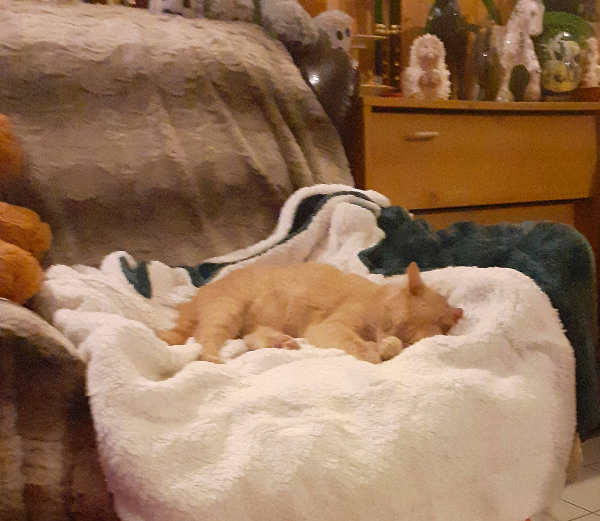 Merida a rejoint le concours — aidez-le/la à gagner de superbes lots ! carnivore, cat, cat_bed, cat_supply, comfort, companion_dog, dog_breed, duvet, fawn, felidae, fur, hardwood, linens, mammal, room, small_to_medium_sized_cats, tail, terrestrial_animal, whiskers, wood