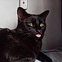 black_cat, cat, indoor, pet, animal, feline, tongue_out, green_eyes, cozy, blanket, fur, whiskers, cute, close_up, resting, portrait, domestic_cat, mammal, curious, relaxed