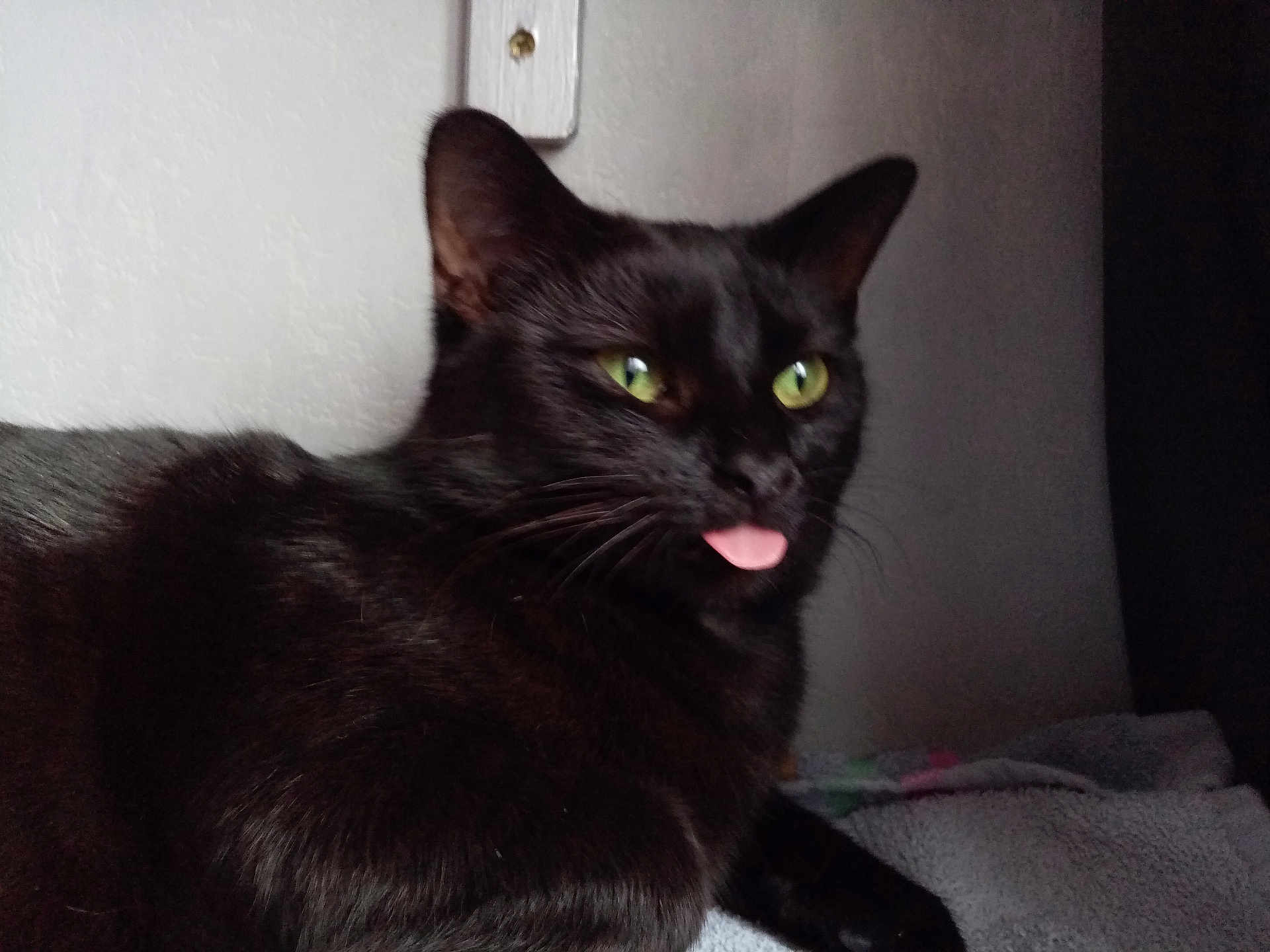 ébène a rejoint le concours — aidez-le/la à gagner de superbes lots ! black_cat, cat, indoor, pet, animal, feline, tongue_out, green_eyes, cozy, blanket, fur, whiskers, cute, close_up, resting, portrait, domestic_cat, mammal, curious, relaxed