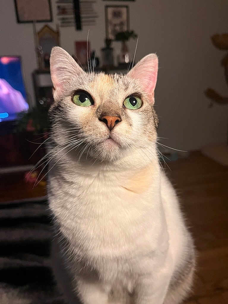 Moonlight participe au concours pour gagner de l'argent avec cette photo : cat, green_eyes, indoor, close_up, feline, whiskers, pet, domestic_animal, fur, looking_up, household, living_room, mammal, cute, tabby, animal, portrait, focus, sitting, domestic_cat