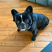 Cannolli is registered to the contest to win money with this photo: dog, french_bulldog, black_and_white, wooden_floor, indoor, pet, canine, sitting, looking_up, flooring, furniture, couch, domestic_animal, companion, cute, small_dog, ears_up, short_hair, animal_portrait, house