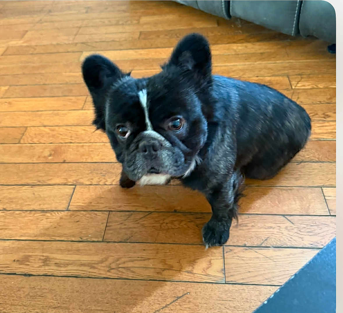 Cannolli is registered to the contest to win money with this photo: dog, french_bulldog, black_and_white, wooden_floor, indoor, pet, canine, sitting, looking_up, flooring, furniture, couch, domestic_animal, companion, cute, small_dog, ears_up, short_hair, animal_portrait, house
