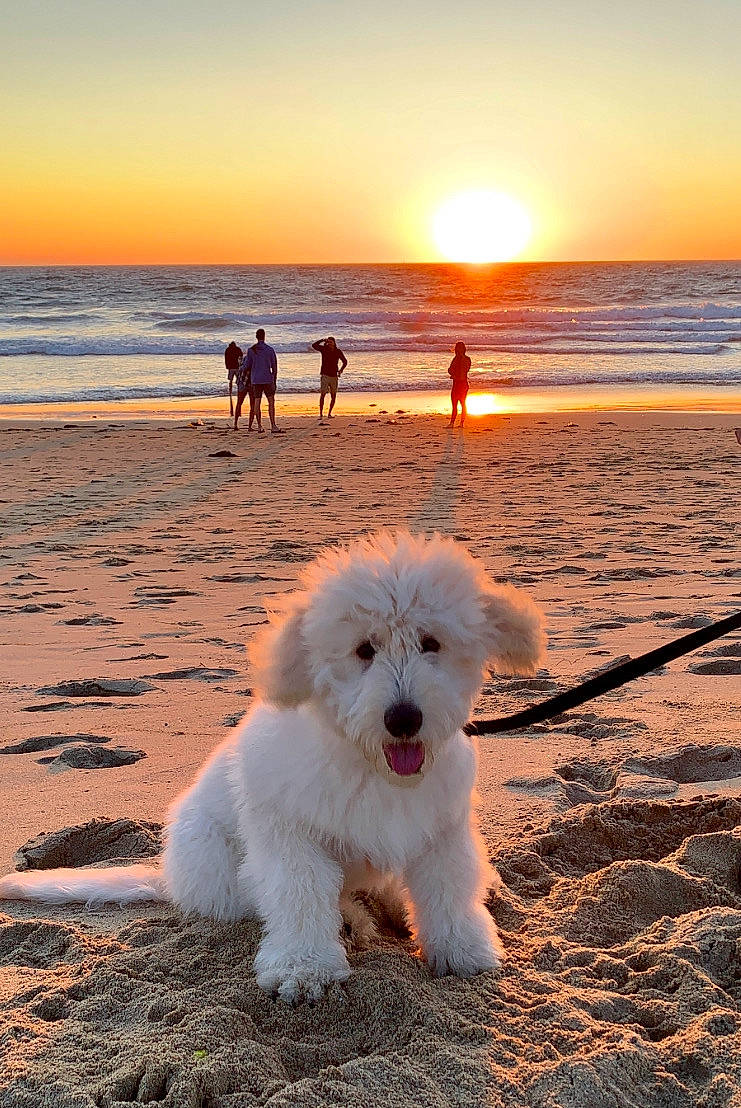 Hank joined the competition — help win amazing prizes! afterglow, beach, carnivore, cloud, companion_dog, dog, dog_breed, dusk, happy, light, morning, people_in_nature, people_on_beach, sky, summer, sunlight, sunrise, sunset, vertebrate, water