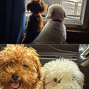 Alex And Cy Cy joined the competition — help win amazing prizes! airedale, animal, bison, bulldog, canine, cockerspaniel, couch, dog, furniture, head, homedecor, hound, person, pet, plant, poodle, puppy, terrier, whitedog, window