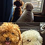 airedale, animal, bison, bulldog, canine, cockerspaniel, couch, dog, furniture, head, homedecor, hound, person, pet, plant, poodle, puppy, terrier, whitedog, window