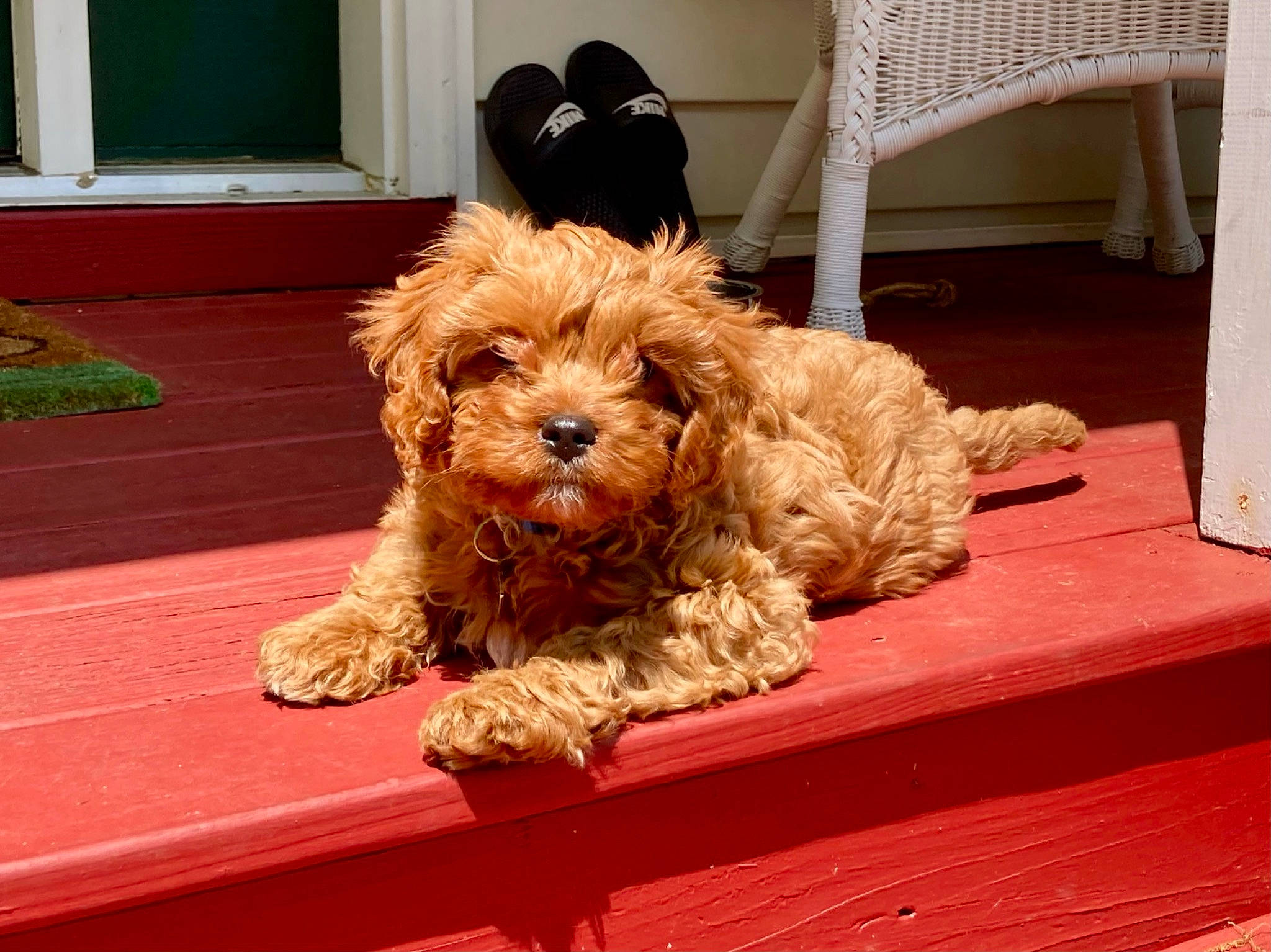 Benny joined the competition — help win amazing prizes! canidae, carnivore, companion_dog, dog, dog_breed, floor, flooring, fur, hardwood, liver, maltepoo, rectangle, small_terrier, sporting_group, terrier, toy_dog, water_dog, wood, working_animal, yorkipoo