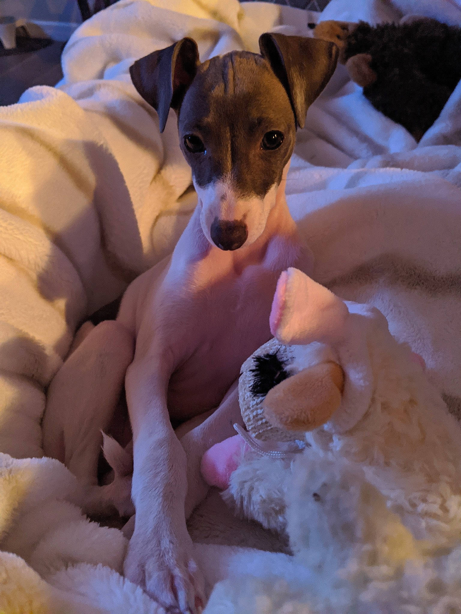 Gia joined the competition — help win amazing prizes! canidae, carnivore, chilean_fox_terrier, companion_dog, dog, dog_breed, fawn, feist, fox_terrier, italian_greyhound, japanese_terrier, magyar_agar, mammal, miniature_fox_terrier, rare_breed_dog, russell_terrier, smooth_fox_terrier, snout, vertebrate, whippet