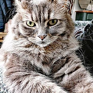 Olaf a rejoint le concours — aidez-le/la à gagner de superbes lots ! animal, cat, close_up, cozy, cute, domestic_cat, feline, fluffy, fur, green_eyes, home, indoor, looking, mammal, pet, portrait, relaxed, soft, tabby, whiskers